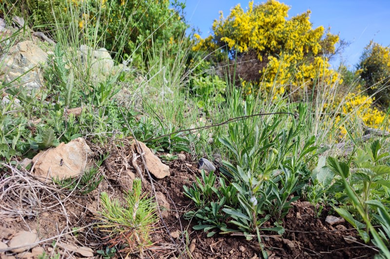 Proyecto Reforestaci&#243;n Bosque Veu de Llevata