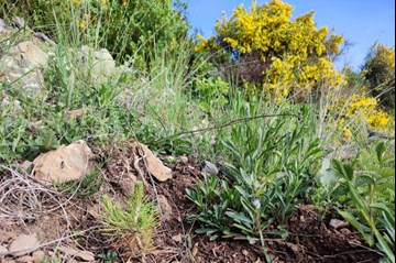 Proyecto de reforestación Bosque Veu de Llevata...